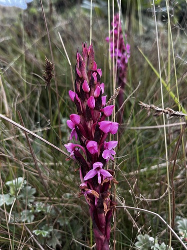 Image of Disa stairsii by (c) Josh Noseworthy, some rights reserved (CC BY)