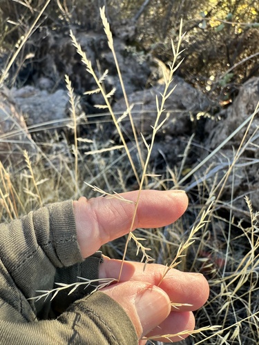 Image of Festuca microstachys by no rights reserved