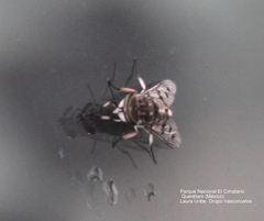 Tabanomorpha