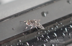 Tabanomorpha