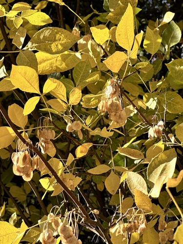 Image of Ptelea crenulata by no rights reserved