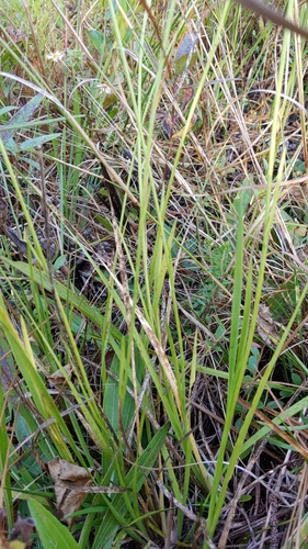 Image of Carolina Bog Asphodel (Tofieldia glabra) by (c) Kathryn Curtis, some rights reserved (CC BY)