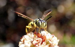 Eucerceris provancheri