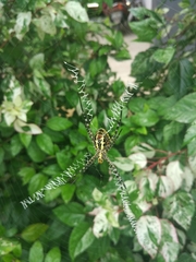 Argiope amoena
