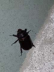 Oryctes nasicornis grypus