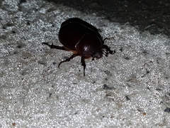 Oryctes nasicornis grypus