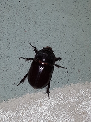 Oryctes nasicornis grypus