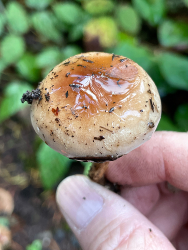 Hebeloma excedens