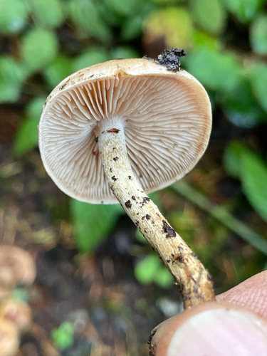 Hebeloma excedens (Photo 2 of 6)