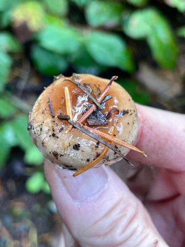 Hebeloma excedens (Photo 5 of 6)