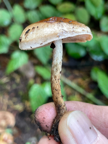 Hebeloma excedens (Photo 3 of 6)