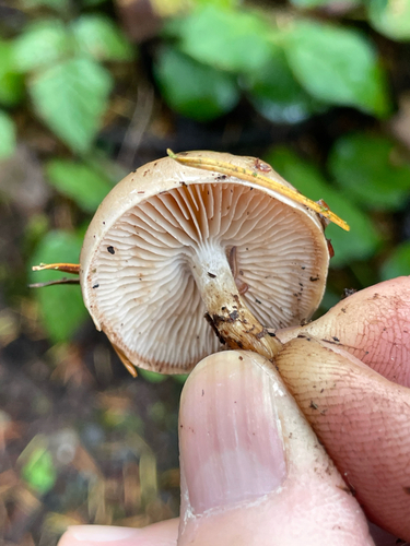 Hebeloma excedens (Photo 6 of 6)