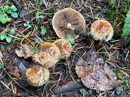 Hebeloma excedens (Photo 4 of 6)