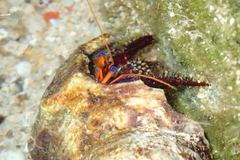 Clibanarius corallinus