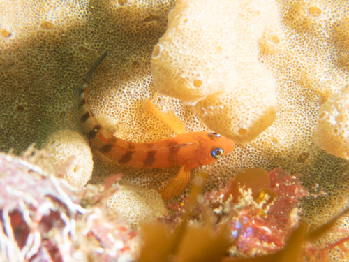 Blue-eyed triplefin (Notoclinops segmentatus) — Tripterygiidae — 5