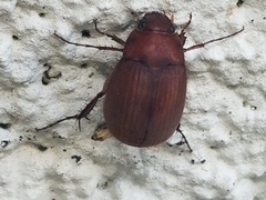 Maladera formosae