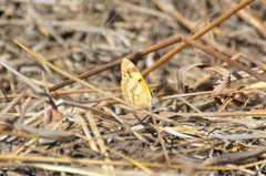 Colotis vesta mutans