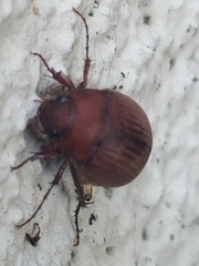 Maladera formosae