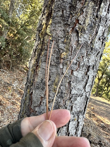 Image of Pinus attenuata by no rights reserved