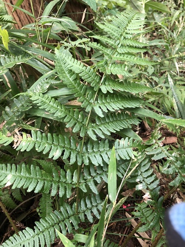 Dryopteris kinkiensis iNat (2)