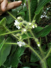 Miconia octona