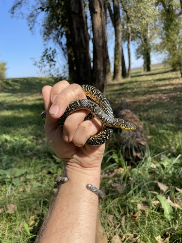 Speckled Kingsnake (Lampropeltis holbrooki), a species recorded in Louisiana