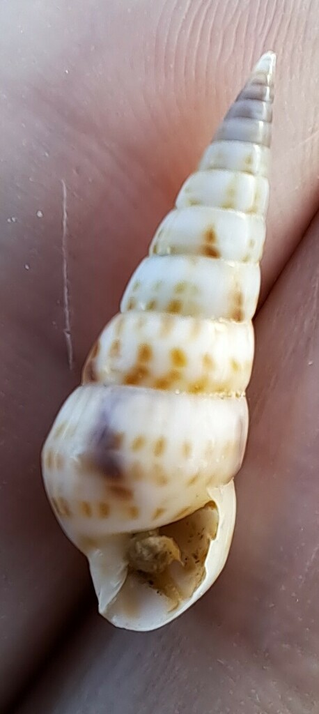 Longchaeus maculosus