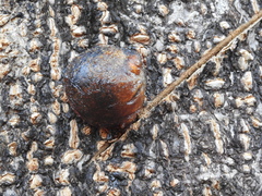 Enterolobium