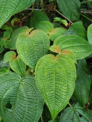 Miconia octona