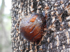 Enterolobium