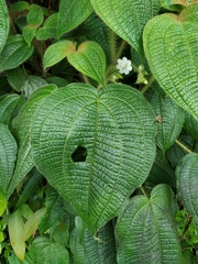 Miconia octona