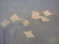 Rhinoptera steindachneri