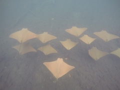 Rhinoptera steindachneri