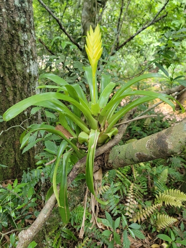 Vriesea maxoniana