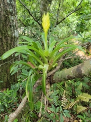 Vriesea maxoniana