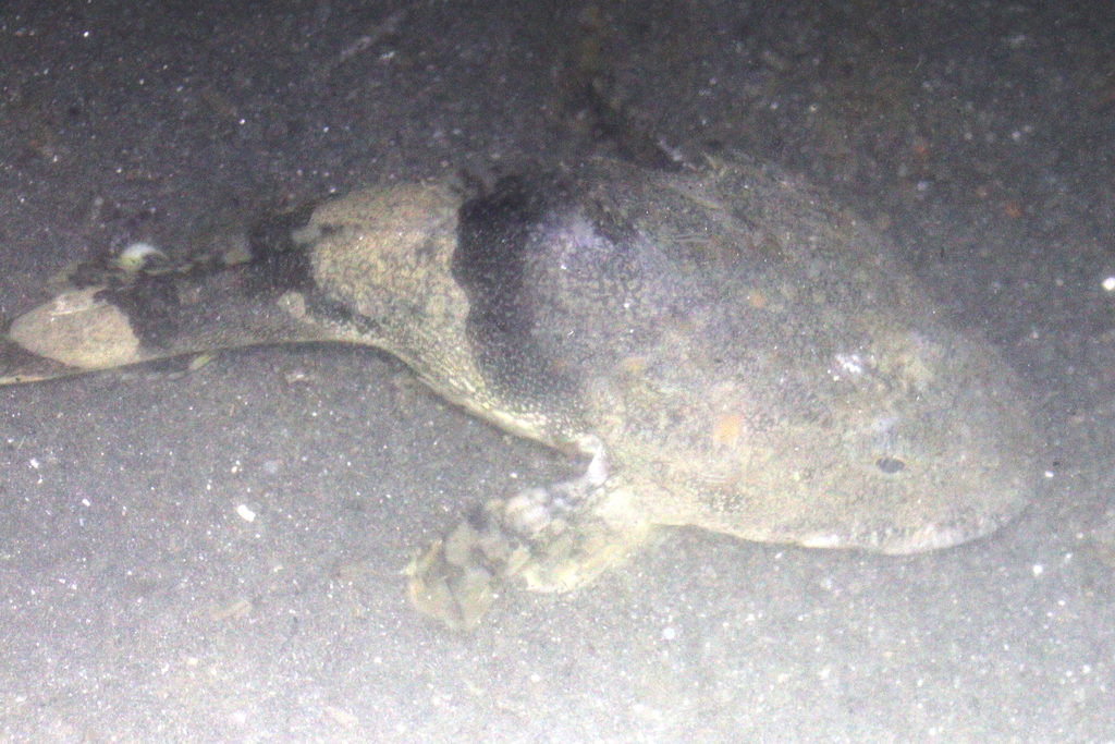 great sculpin