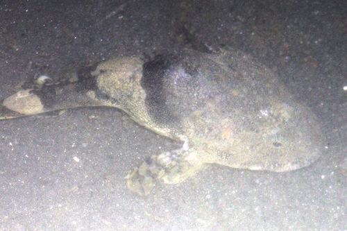great sculpin