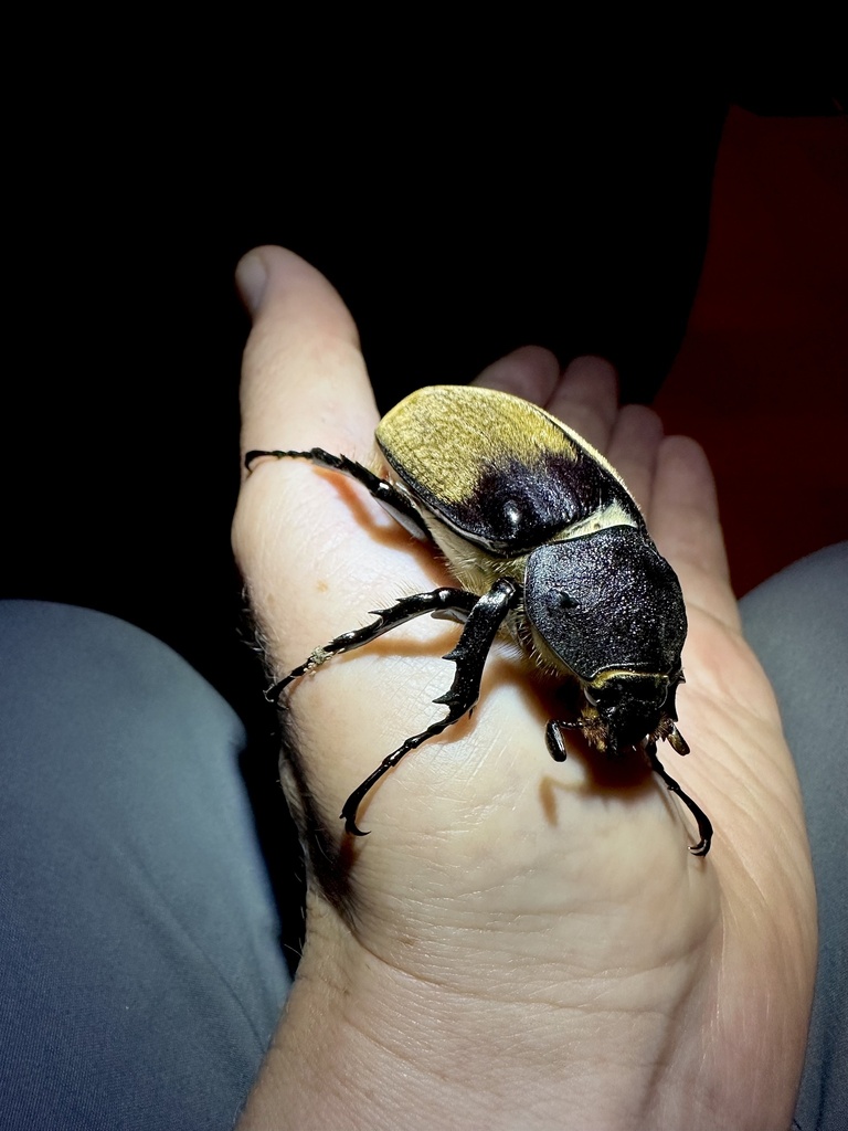 Occidental Elephant Beetle