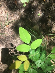 Desmodium tweedyi