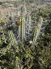Chilean pipe cactus (Eulychnia castanea)