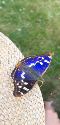 Apatura ilia