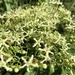 Clerodendrum cyrtophyllum - Photo (c) biobank-lantauhk, algunos derechos reservados (CC BY-NC), subido por biobank-lantauhk