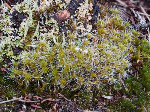Heath Star-moss