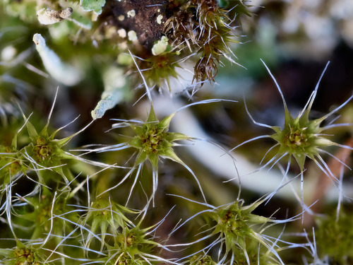 Representative image of Campylopus introflexus