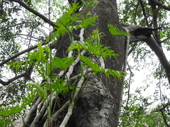 Thaumatophyllum bipinnatifidum