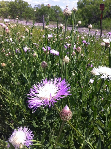 American basketflower