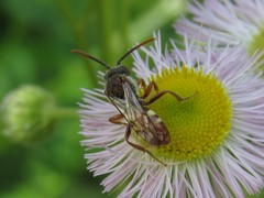 Nomada cuneata