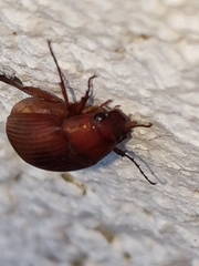 Maladera formosae