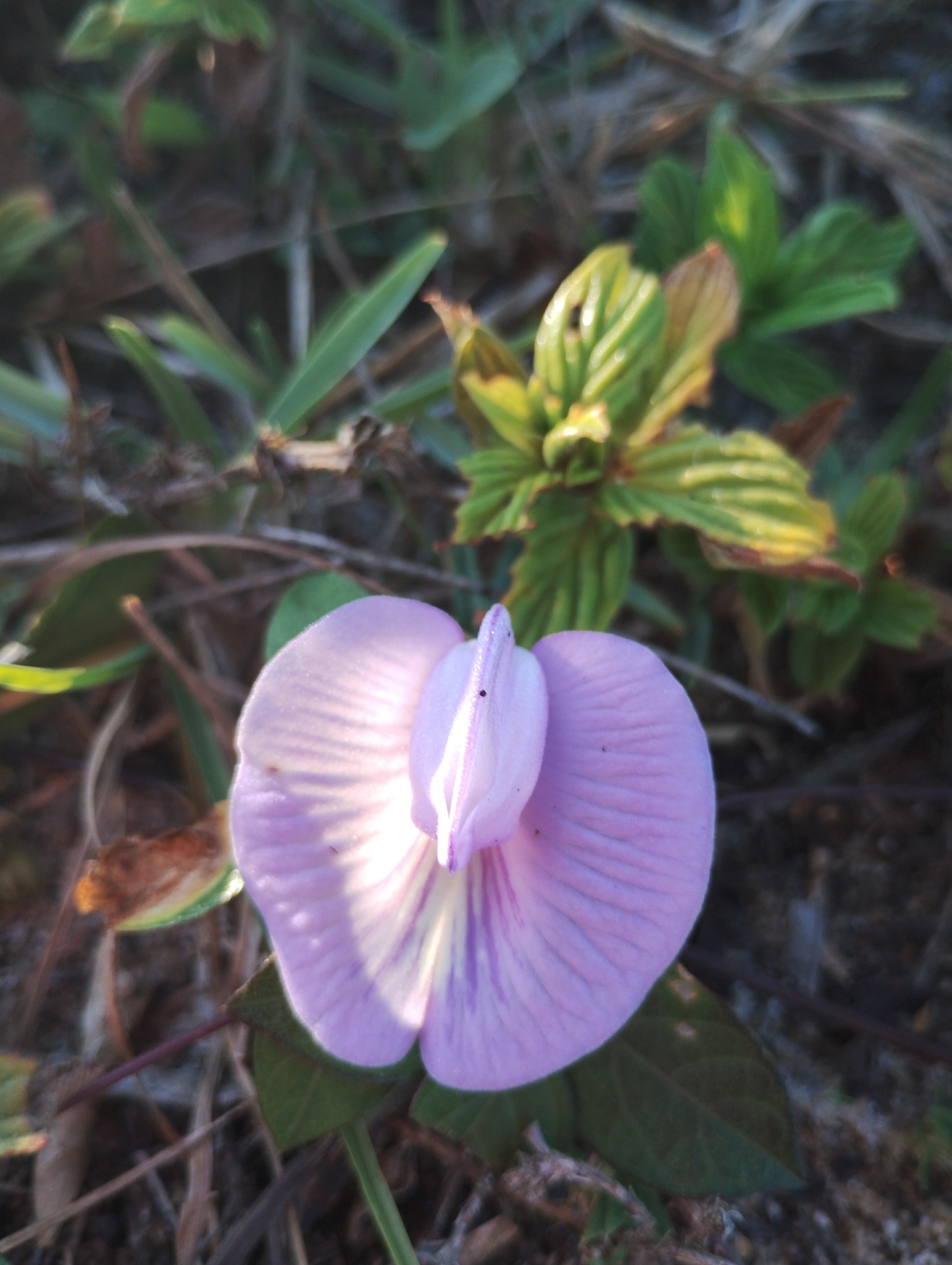 Centrosema virginianum