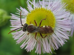 Nomada cuneata